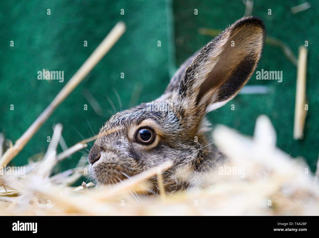 Leiferde, Germany. 11th Apr, 2019. In the Nabu Species Conservation Centre, a two-week-old hare sits in its enclosure. Credit: Christophe Gateau/dpa/Alamy Live News Stock Photo