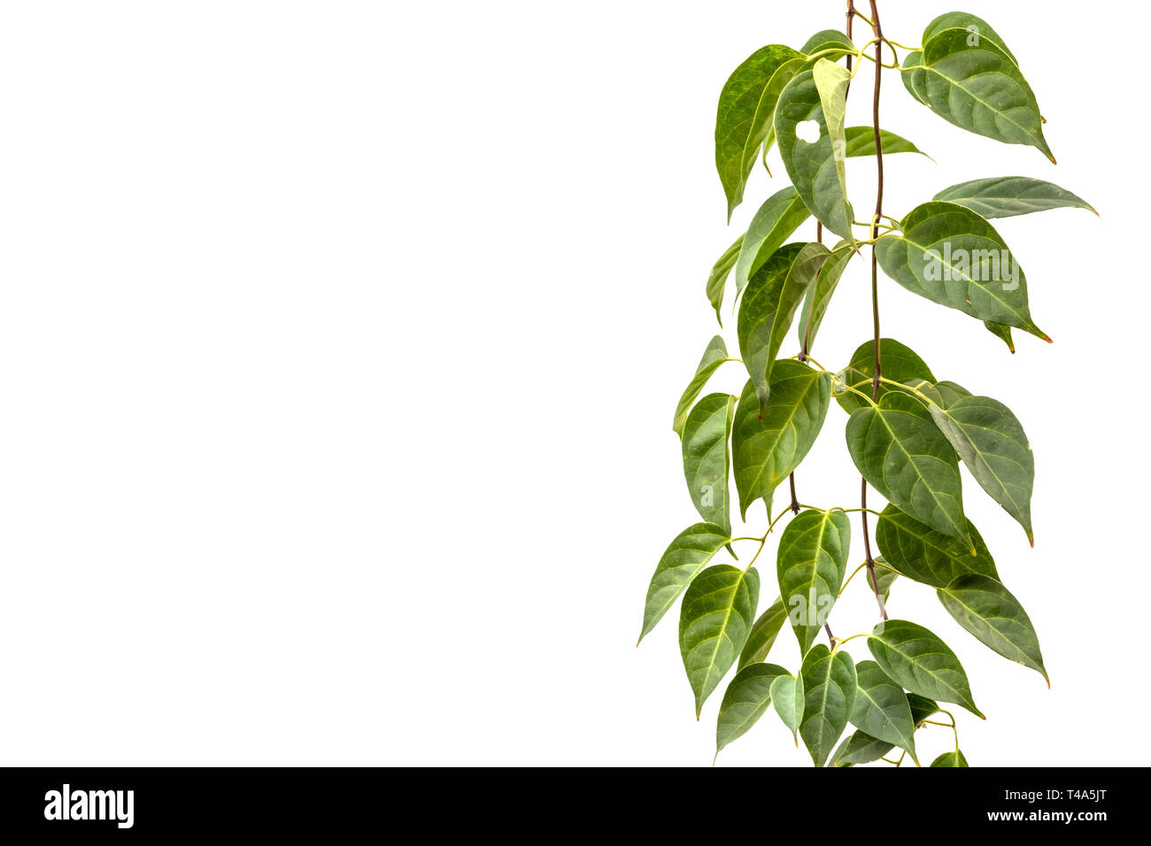 Bueatiful vine plant isolated on white background. Green climbing ivy copy space for text. Stock Photo