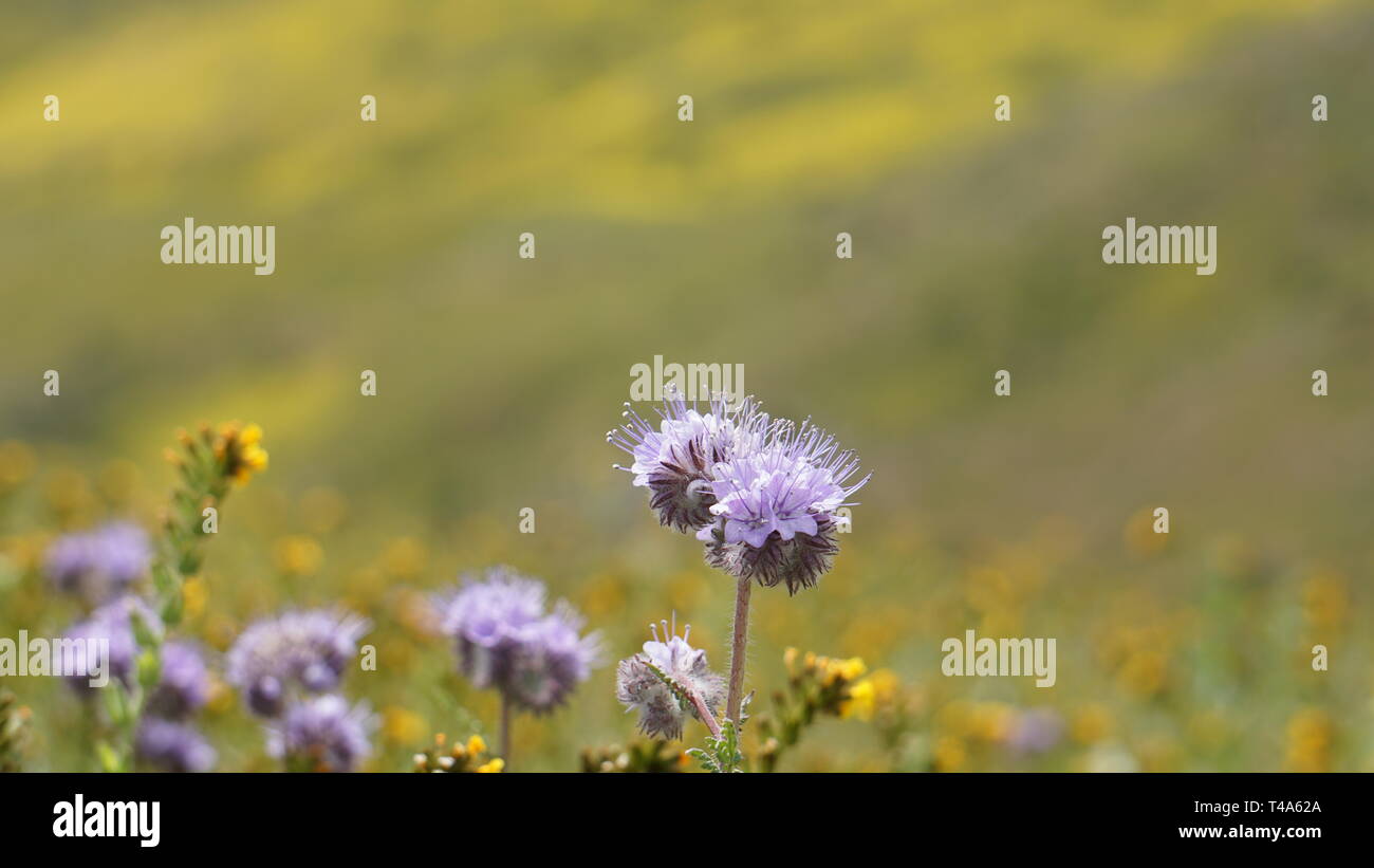 Super Bloom 2019, Carizzo Plain National Monument, California, USA Stock Photo