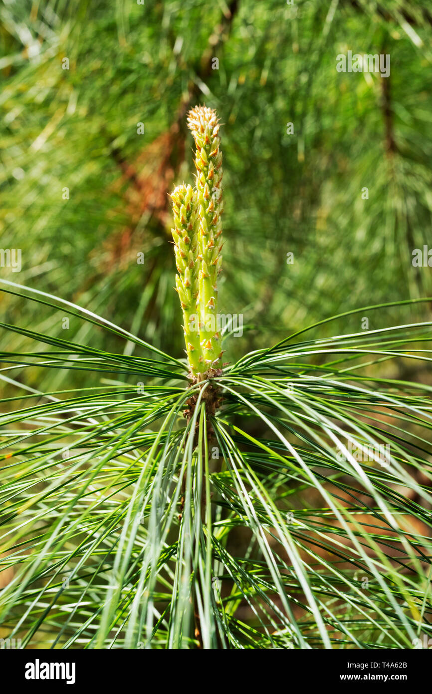 Detail of eastern white pine also called weymouth pine or pinus strobus ,the seed cones are slender , long with scales and rounded apex Stock Photo