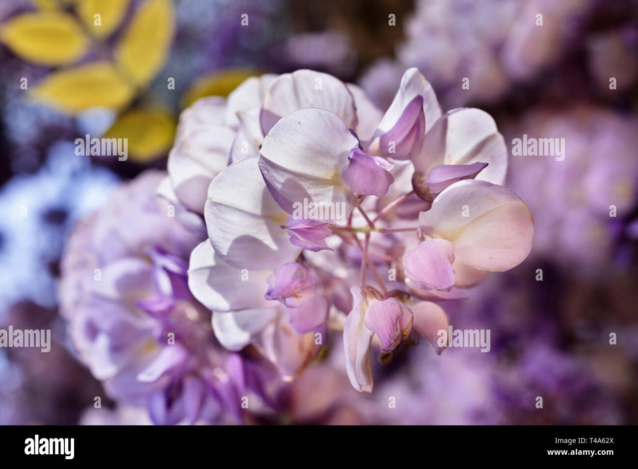 Flowers of wisteria  in springtime ,the petals are white and purple , the flowers are produced in pendulous racemos , in the background yellow leaves Stock Photo