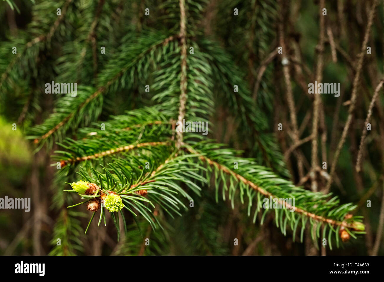Beautiful branch of spruce -picea abies or norway spruce - with  young green sprout and cone Stock Photo