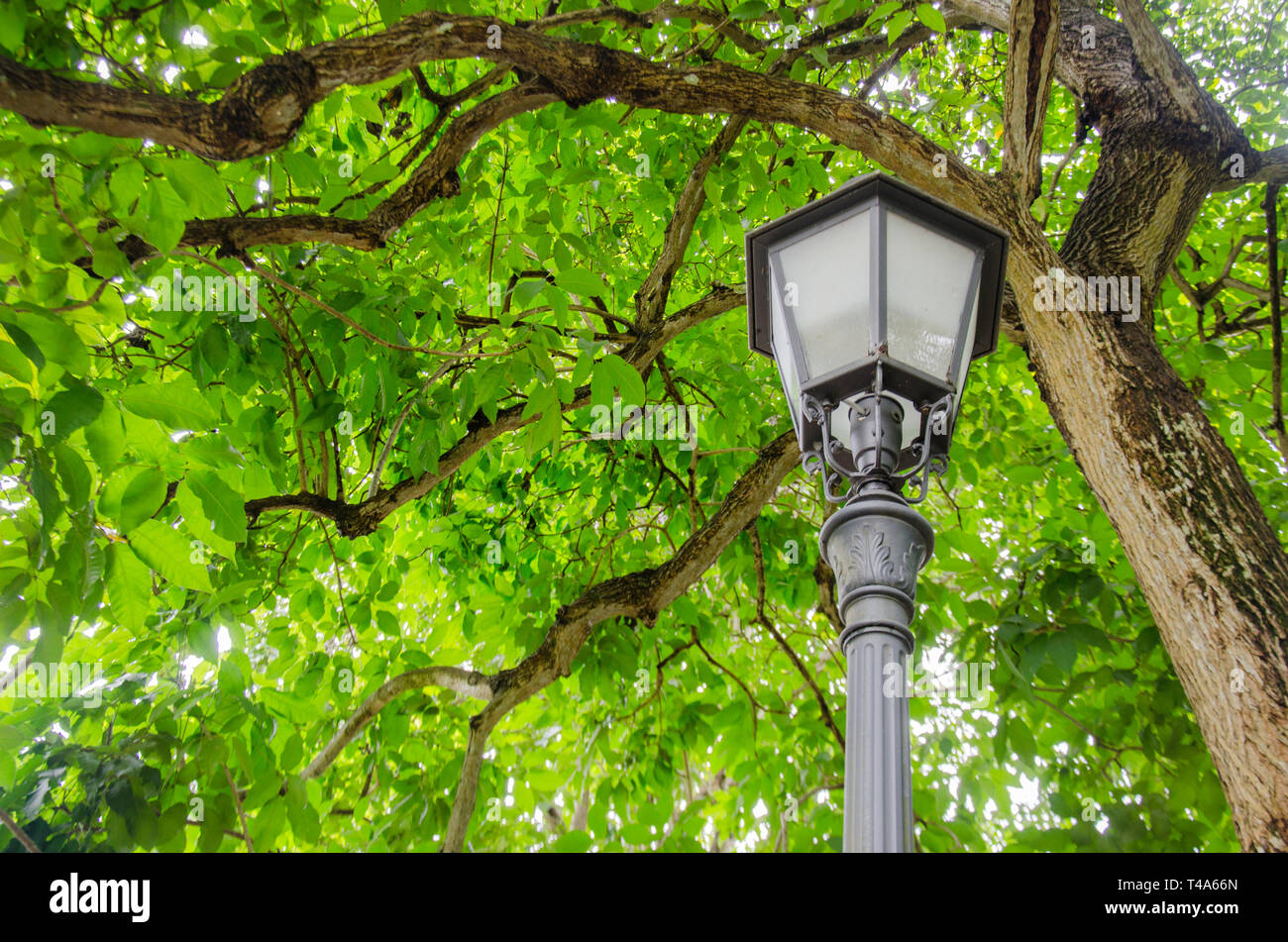 More Trees And Street Lamps 