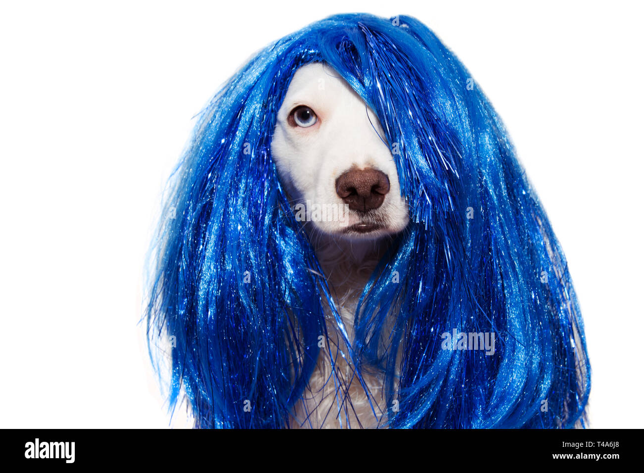 DOG CARNIVAL OR NEW YEAR COSTUME. TERRIER WEARING A BLUE WIG DISGUISE PARTY. ISOLATED ON WHITE BACKGROUND Stock Photo Alamy