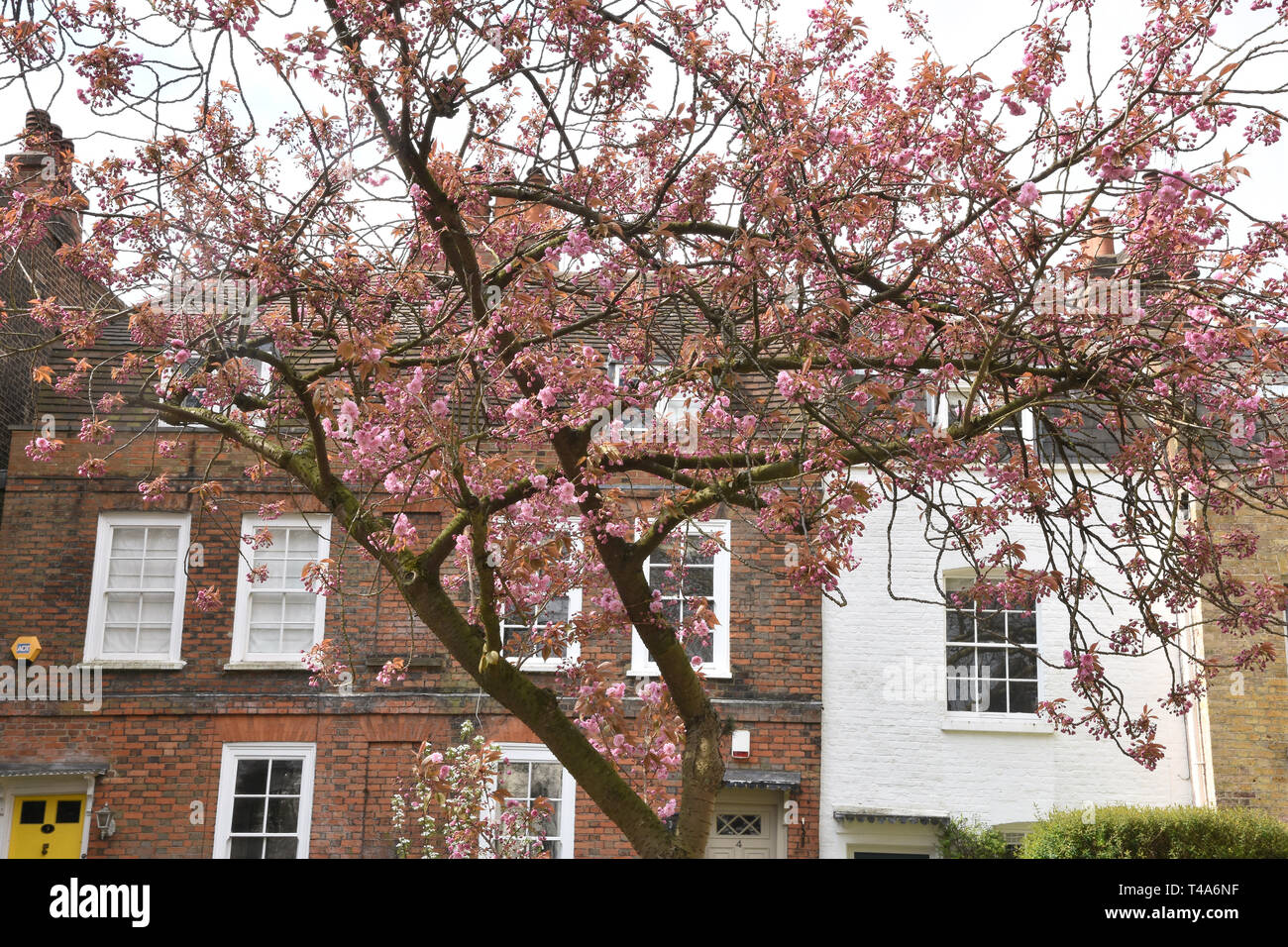 Pink Blossom, Pond Square, Highgate Village, London. UK Stock Photo Alamy