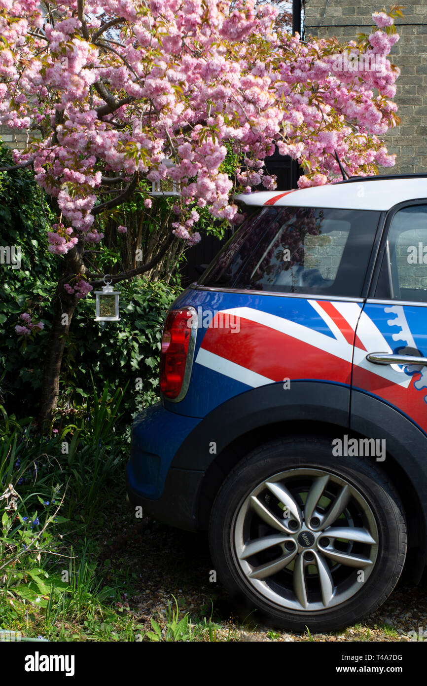 mini cooper car parked by pink blossom tree Stock Photo