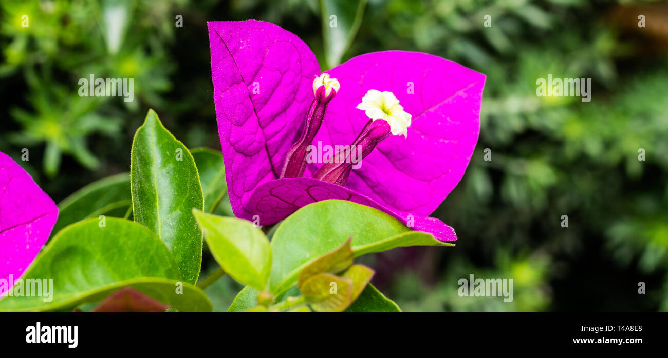 The detail of a purple bougainvillea Stock Photo