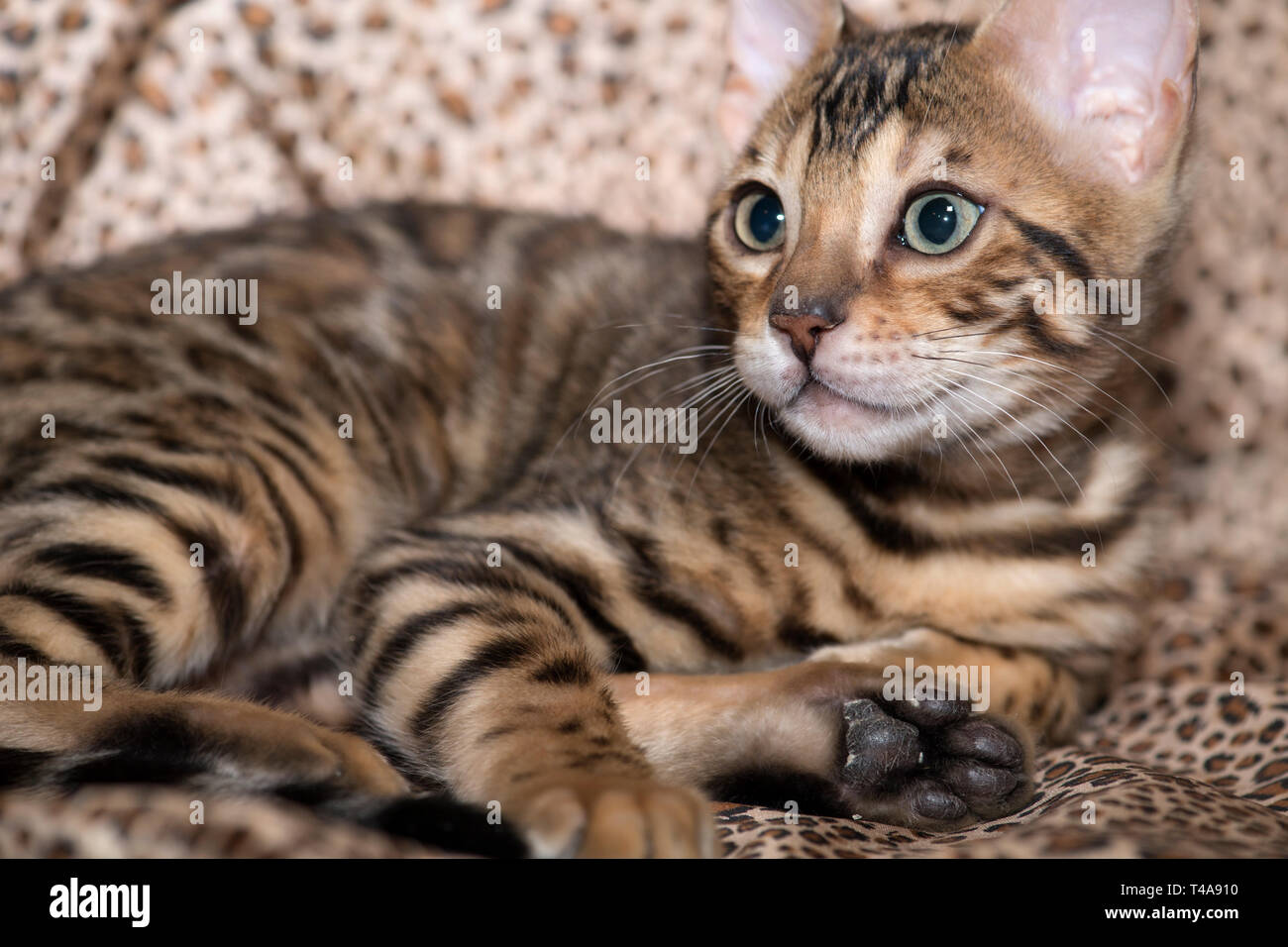 Purebred bengal kitten lying on a leopard print background. Stock Photo