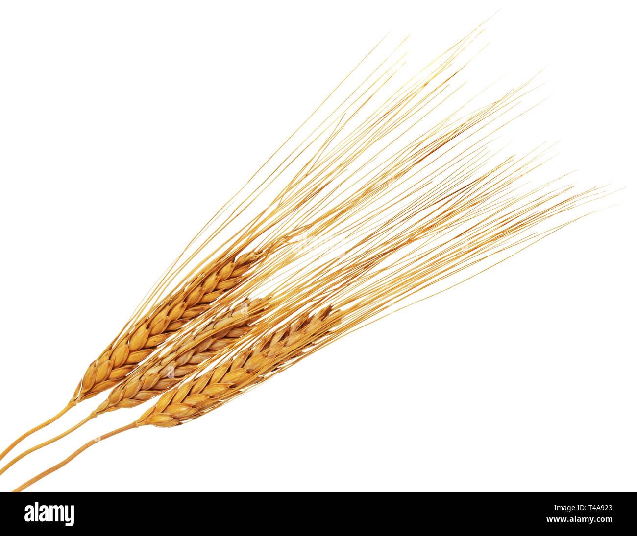 wheat ears isolated on white Stock Photo - Alamy