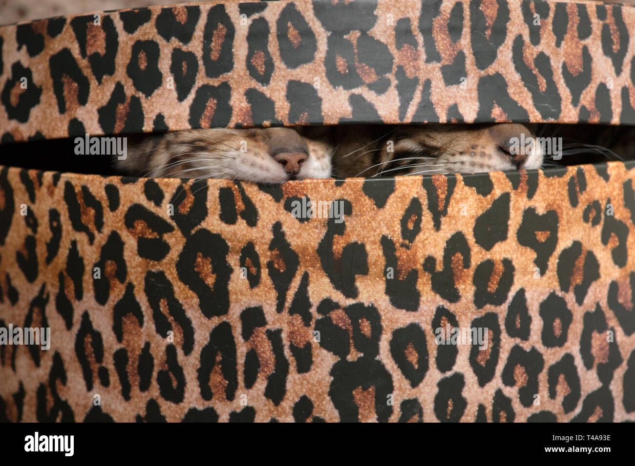 Just the noses and whisker pads of two bengal kittens poking out from a leopard print hatbox. Stock Photo