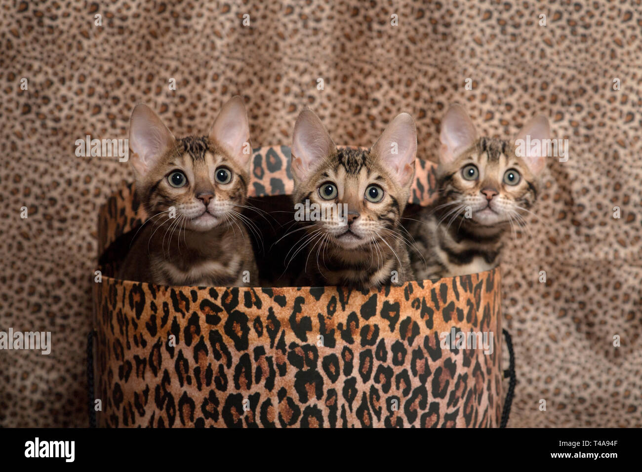 Three purebred bengal kittens inside a leopard print hatbox against a leopard print backdrop Stock Photo