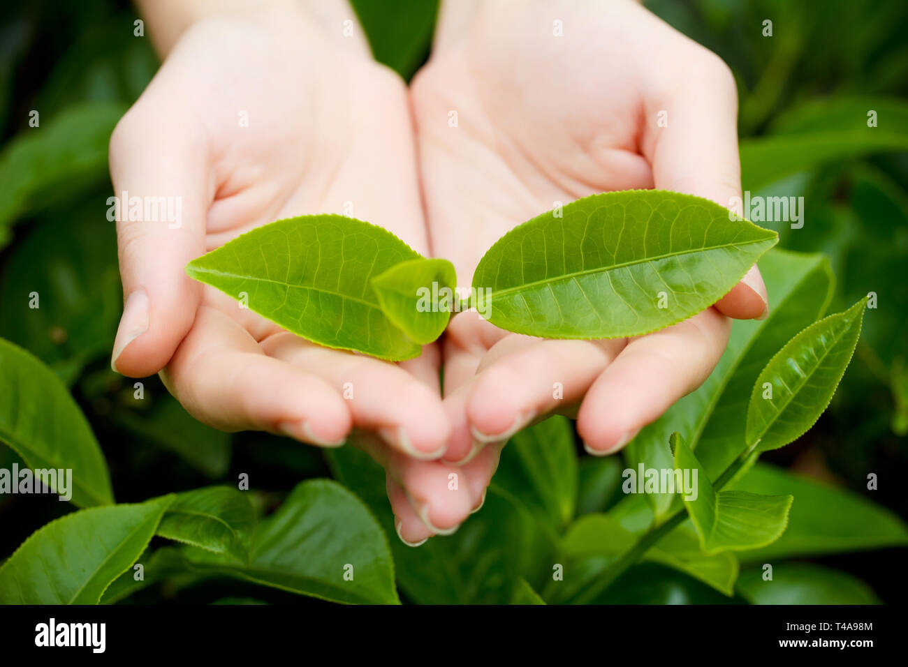 Hand Over Tea Ceylon tea sri lanka and hands hi-res stock photography and images - Alamy