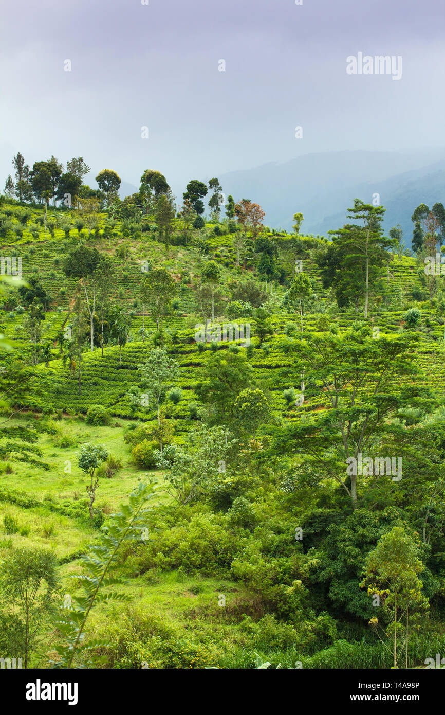 Tea plantation at Ceylon Stock Photo Alamy