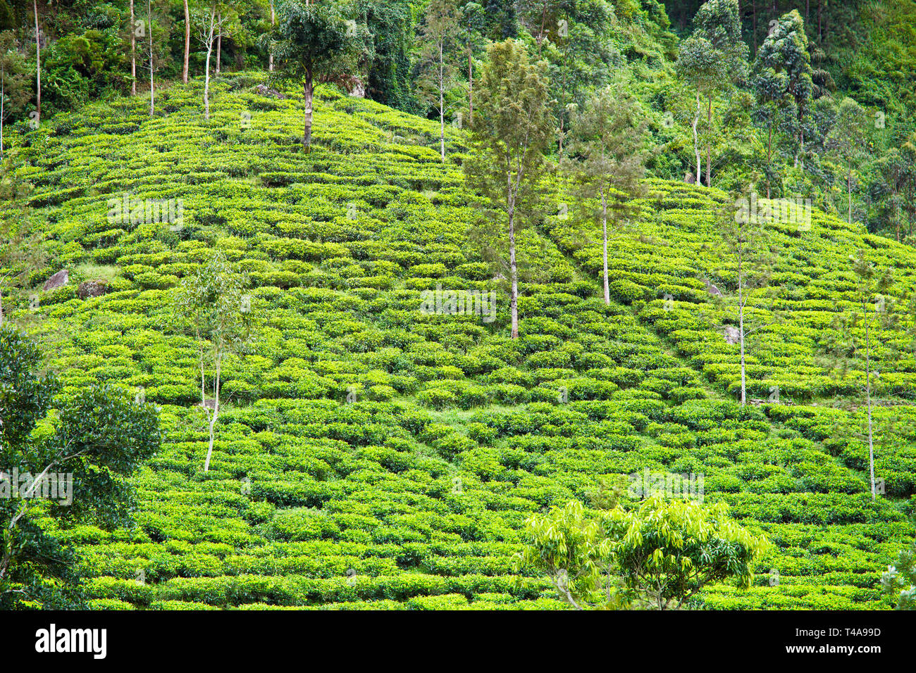 Tea plantation at Ceylon Stock Photo Alamy