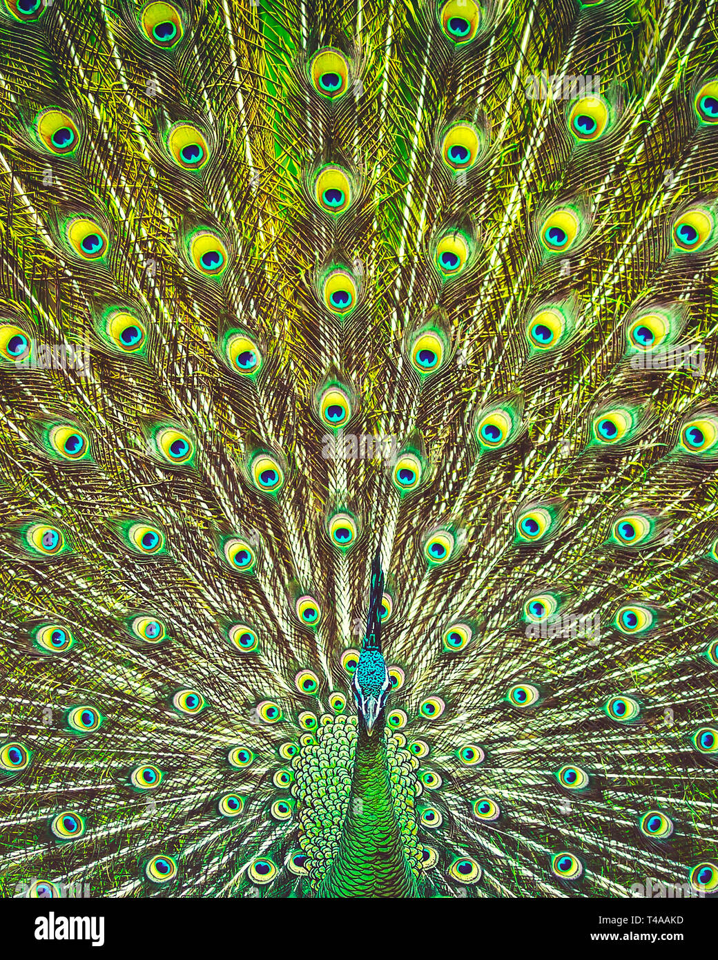 Amazing beauty of a peacock's feather tail, beautiful colorful bird,  abstract natural background, beauty of a wild animals Stock Photo - Alamy