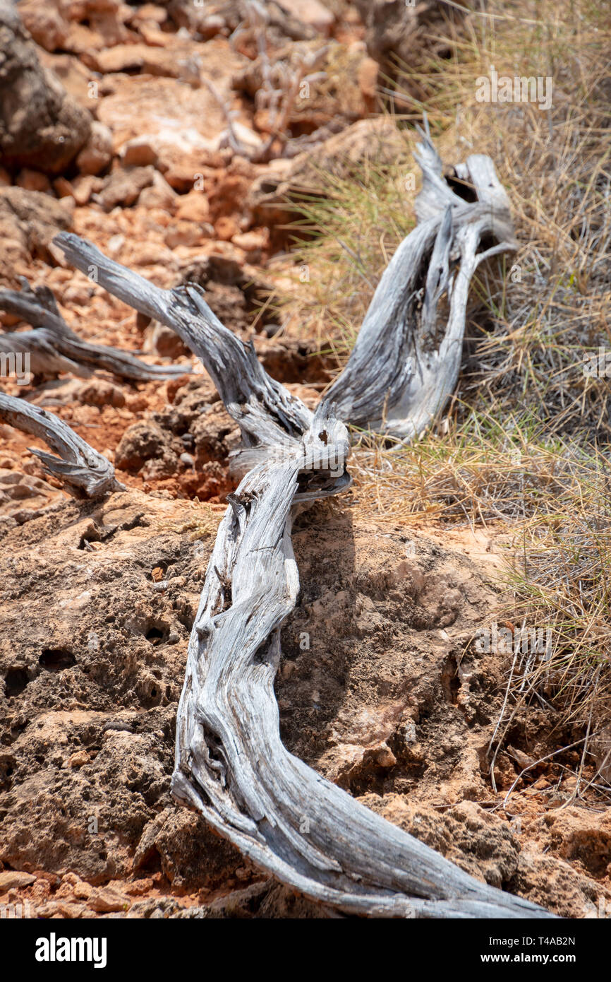 Dry and dead tree branch at Cape Range National Park Australia Stock Photo