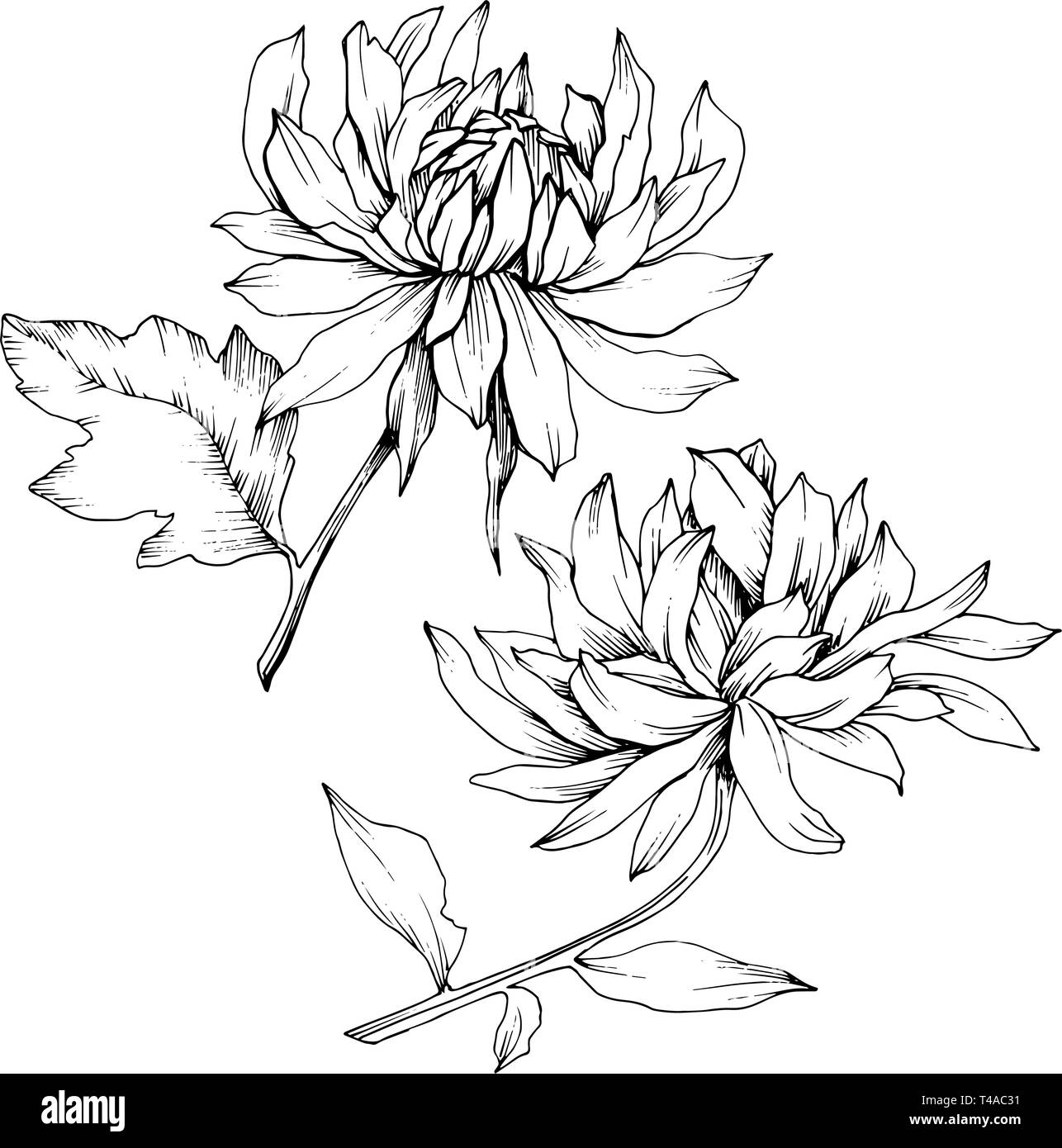 Vector Chrysanthemum floral botanical flowers. Black and white engraved ink art. Isolated flower illustration element. Stock Vector