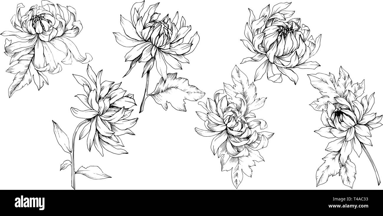 Vector Chrysanthemum floral botanical flowers. Black and white engraved ink art. Isolated flower illustration element. Stock Vector