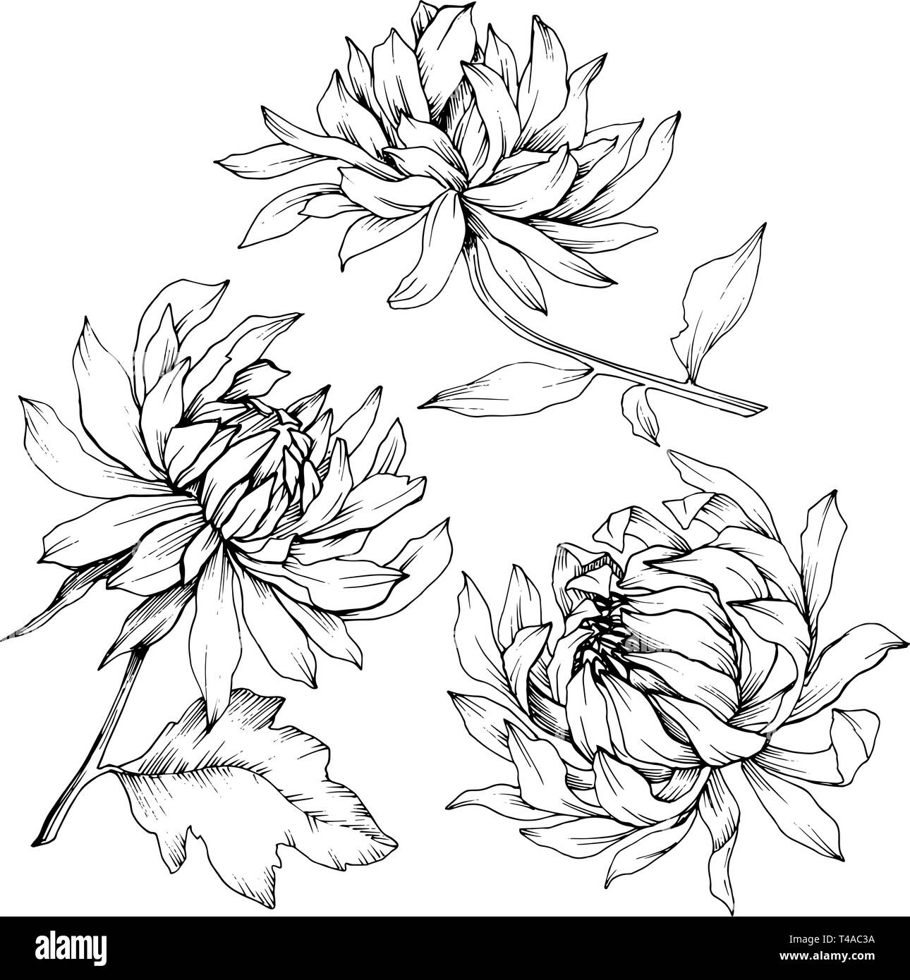 Vector Chrysanthemum floral botanical flowers. Black and white engraved ink art. Isolated flower illustration element. Stock Vector