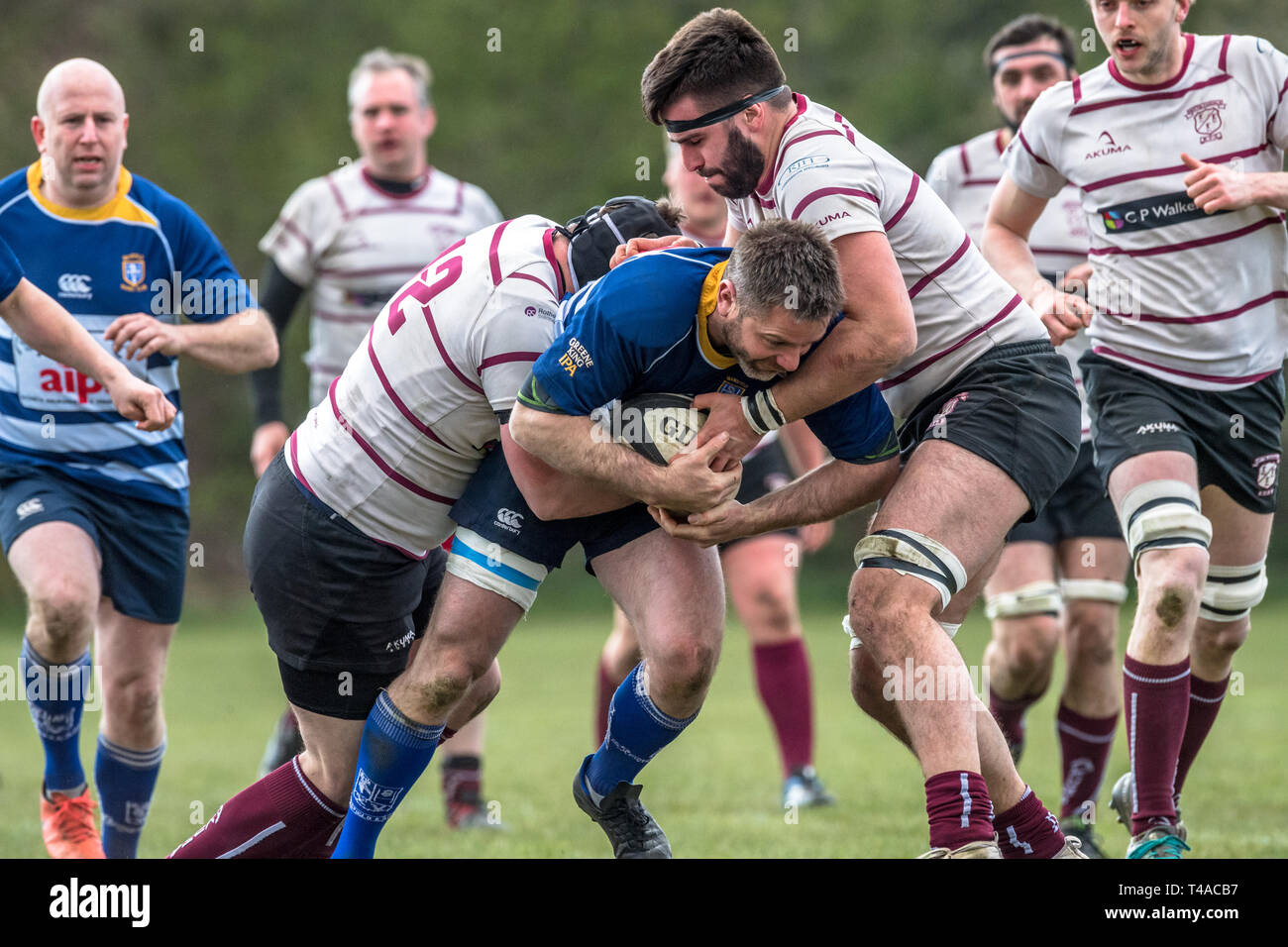 English amateur rugby union palyers in a tackle Stock Photo Alamy