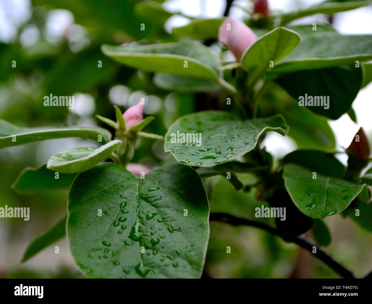 Quince orchard hires stock photography and images Alamy