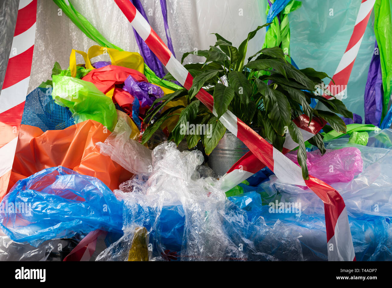 Fresh green plant being in hard plastic environment Stock Photo