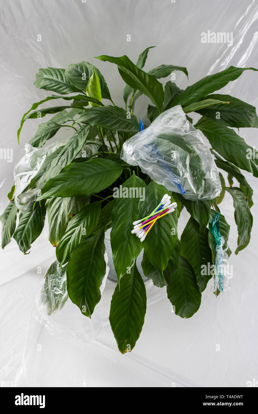 Poor threaten plant having swabs and forks on the leafs Stock Photo