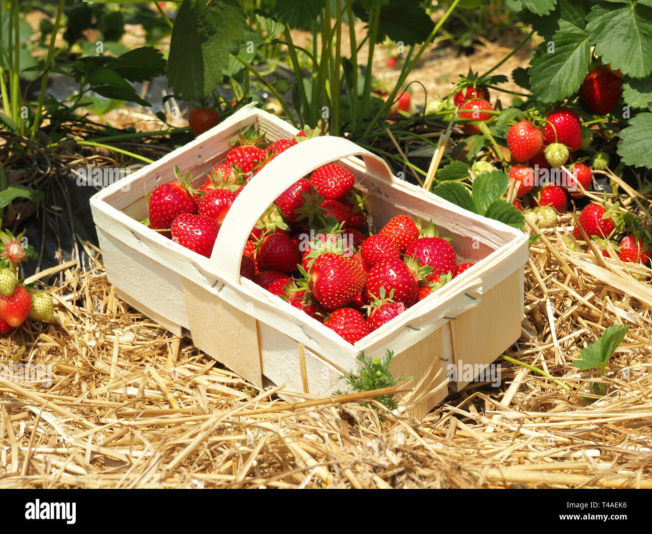 Picked Strawberries on a Field Stock Photo