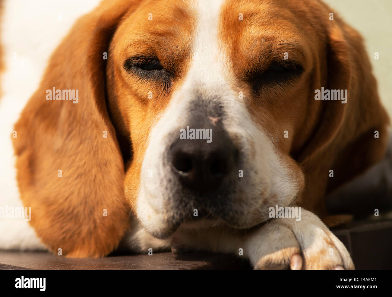 Do Dogs Sleep Facing North