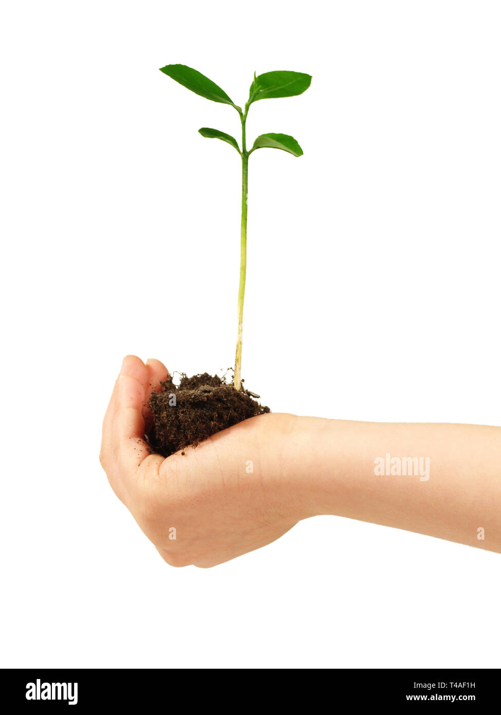 Children Hand with a  young Plant - White Background Stock Photo