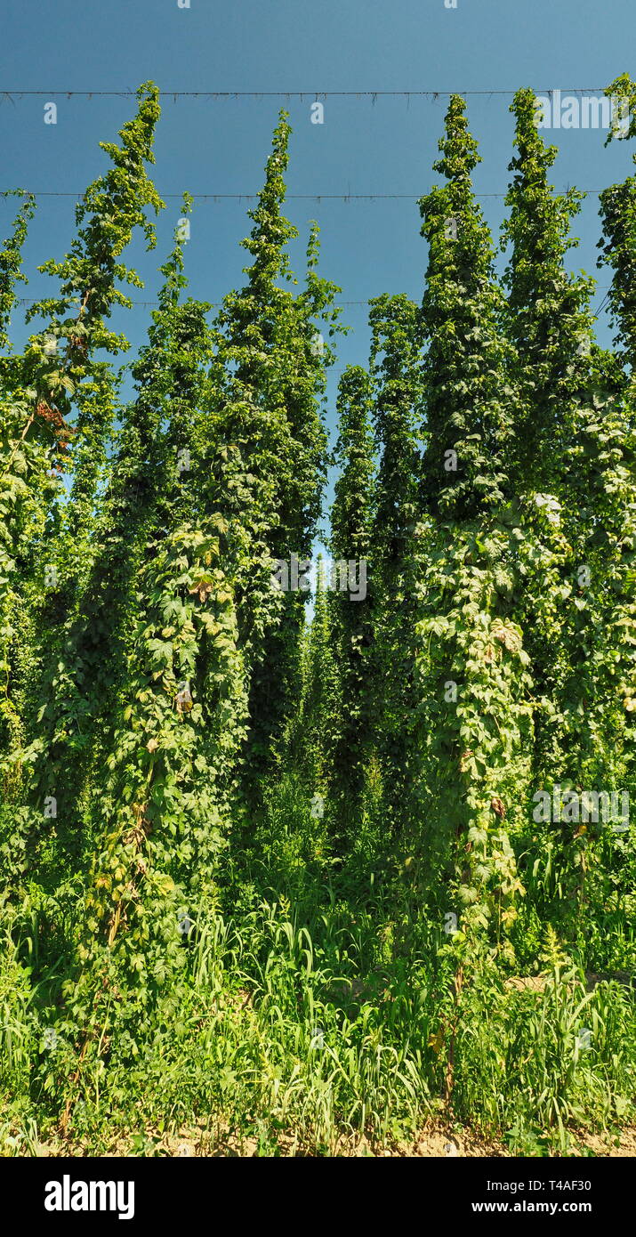 Hop Field looking up Stock Photo