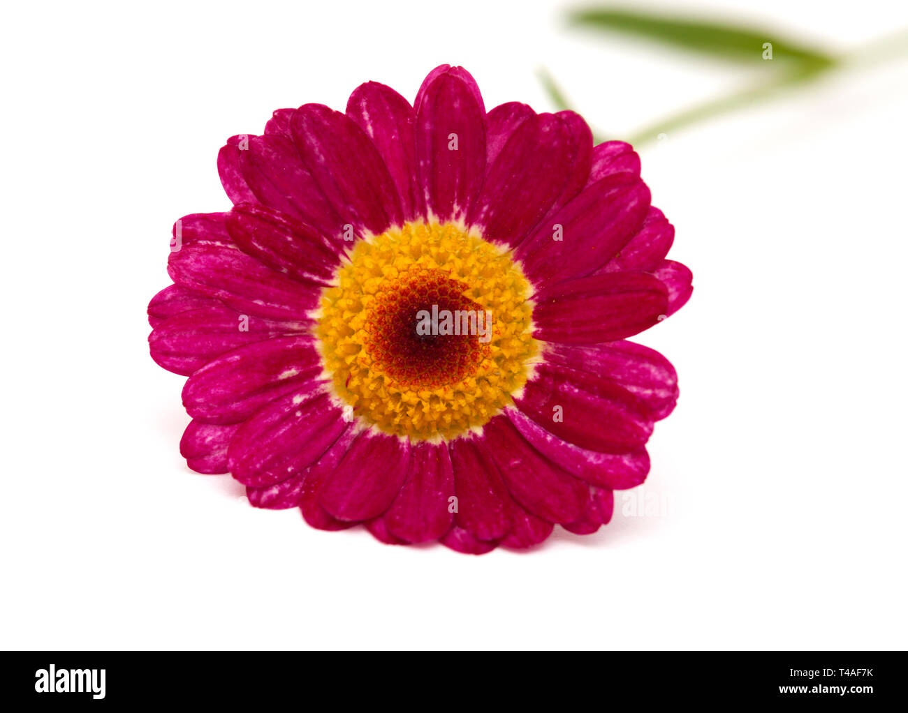 dark red marguerite daisy isolated on white background Stock Photo Alamy