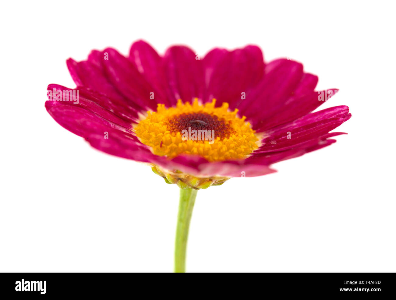dark red marguerite daisy isolated on white background Stock Photo Alamy