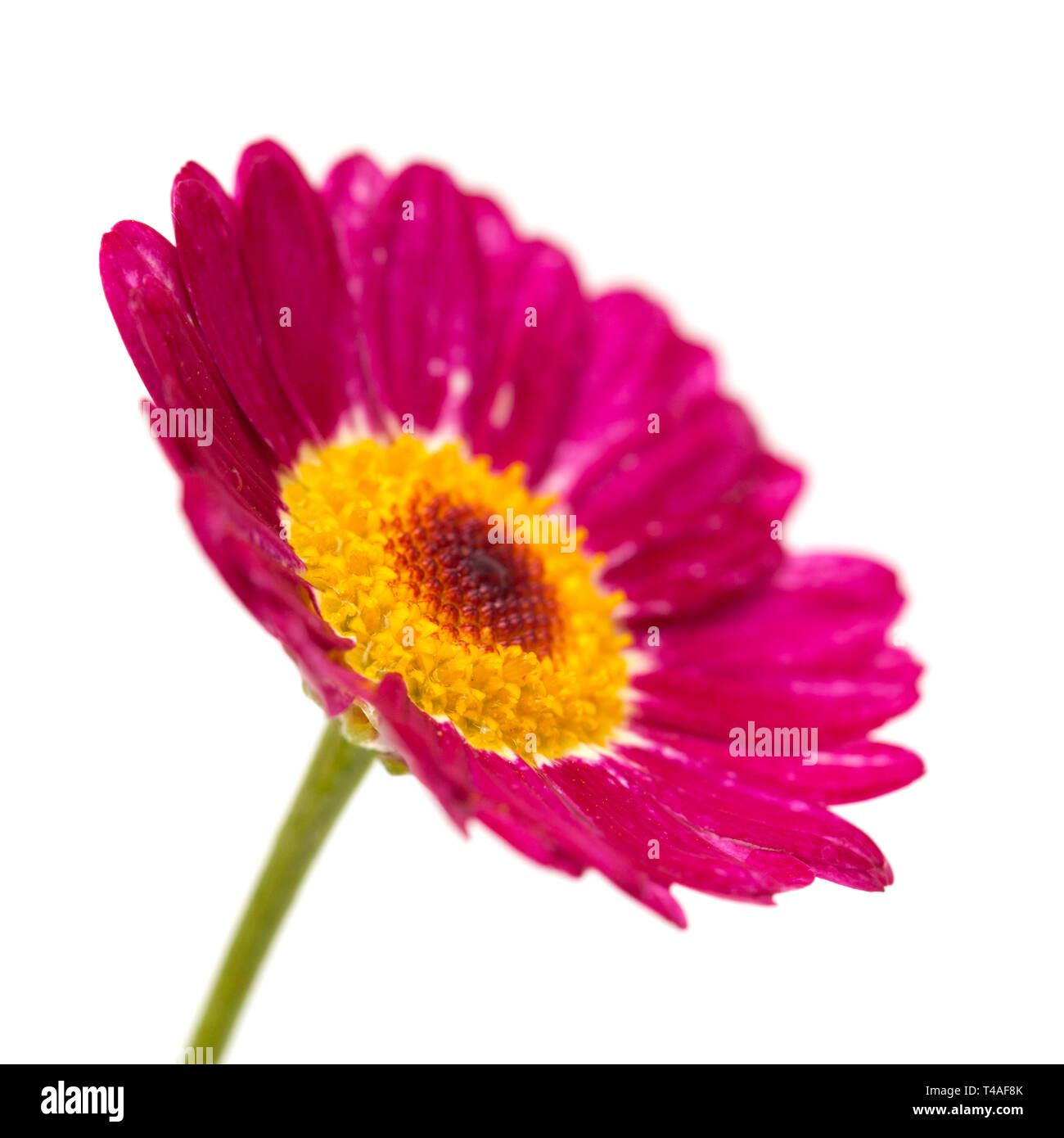 dark red marguerite daisy isolated on white background Stock Photo Alamy