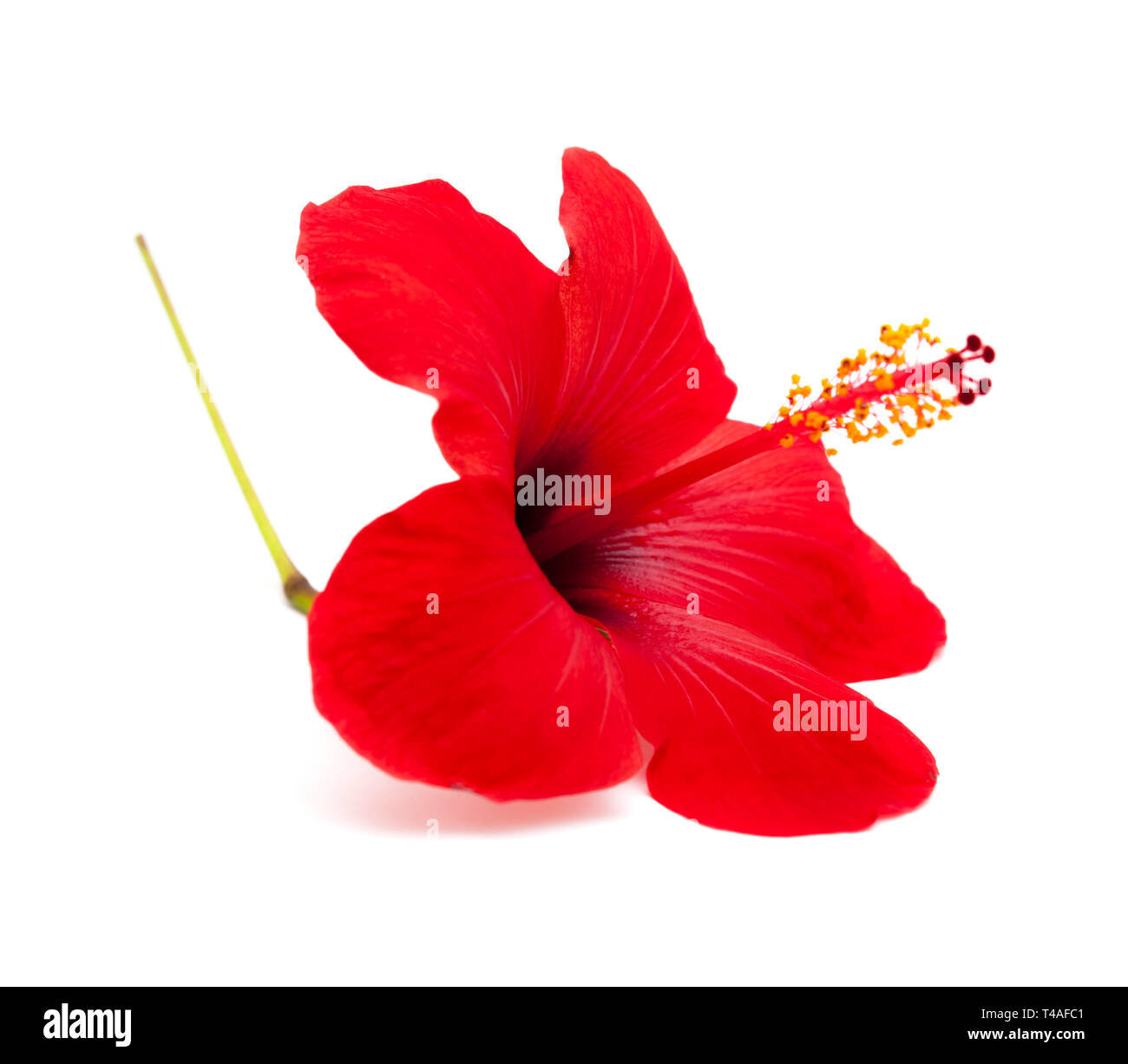 single red hibiscus flower isolated on white background Stock Photo