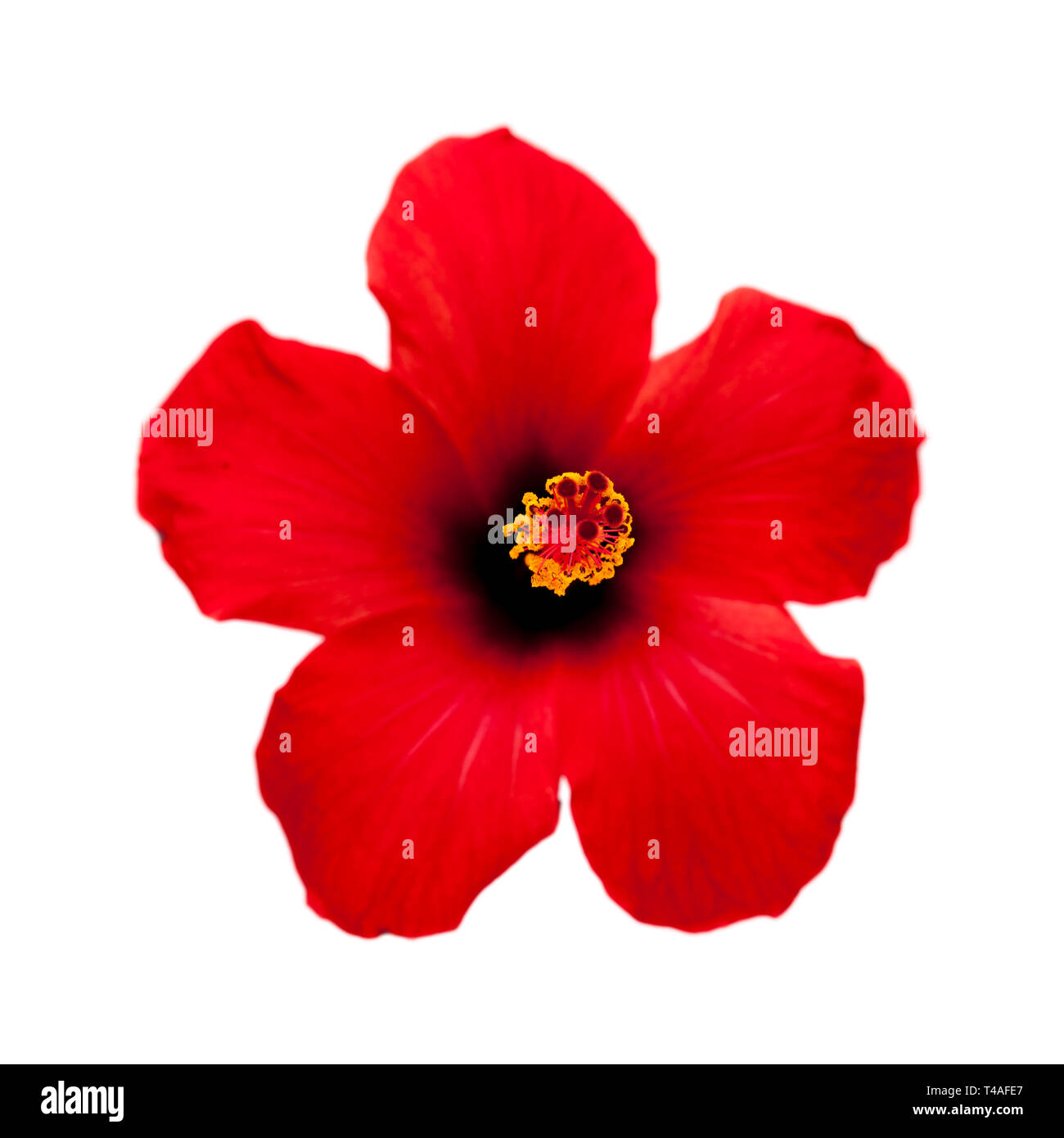single red hibiscus flower isolated on white background Stock Photo