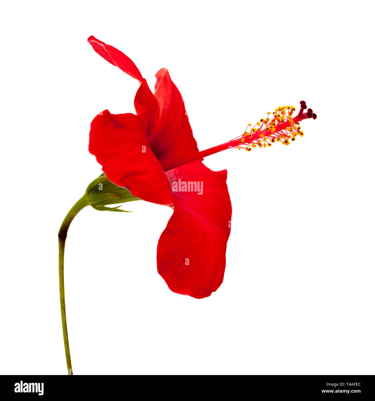 single red hibiscus flower isolated on white background Stock Photo - Alamy