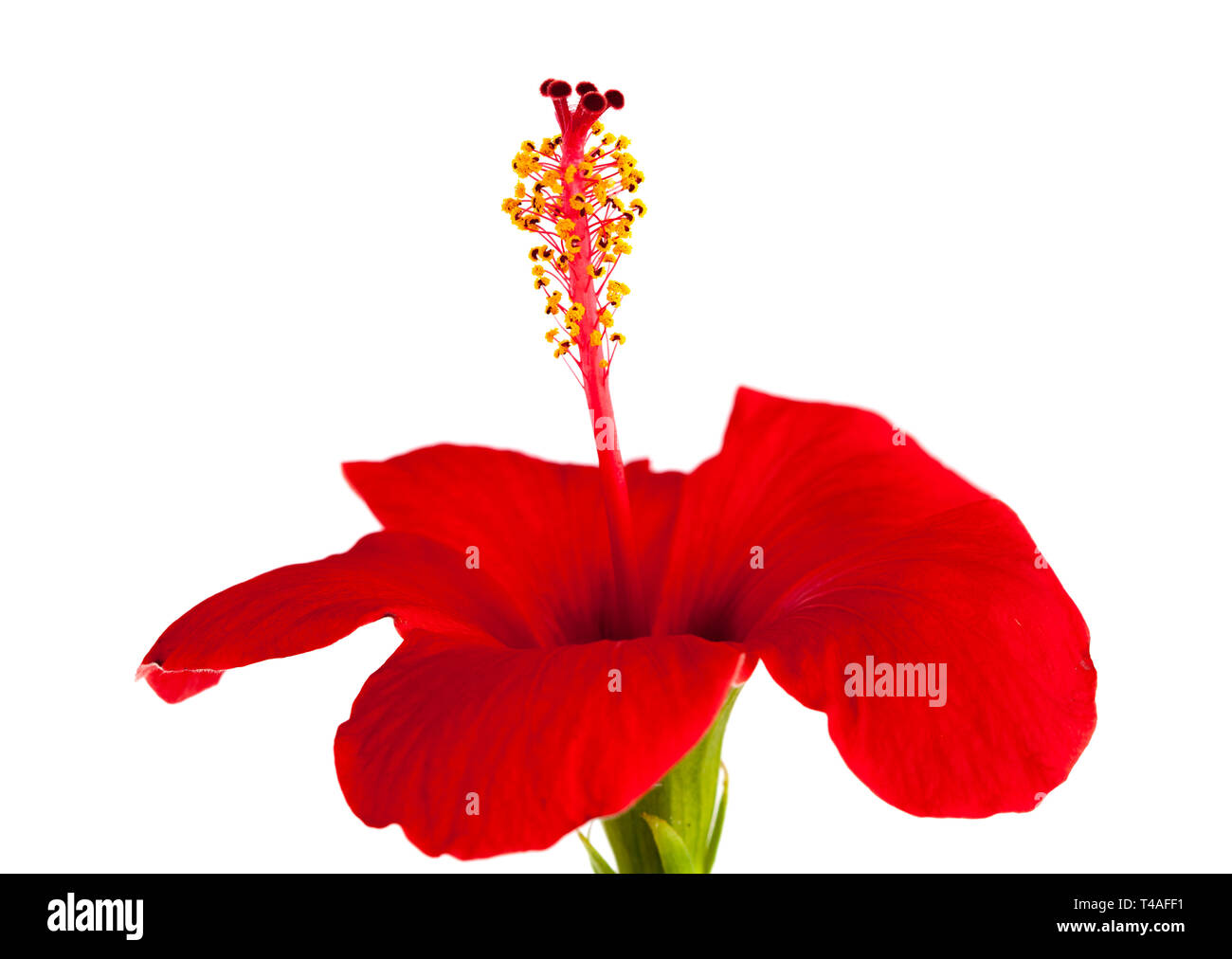 single red hibiscus flower isolated on white background Stock Photo - Alamy