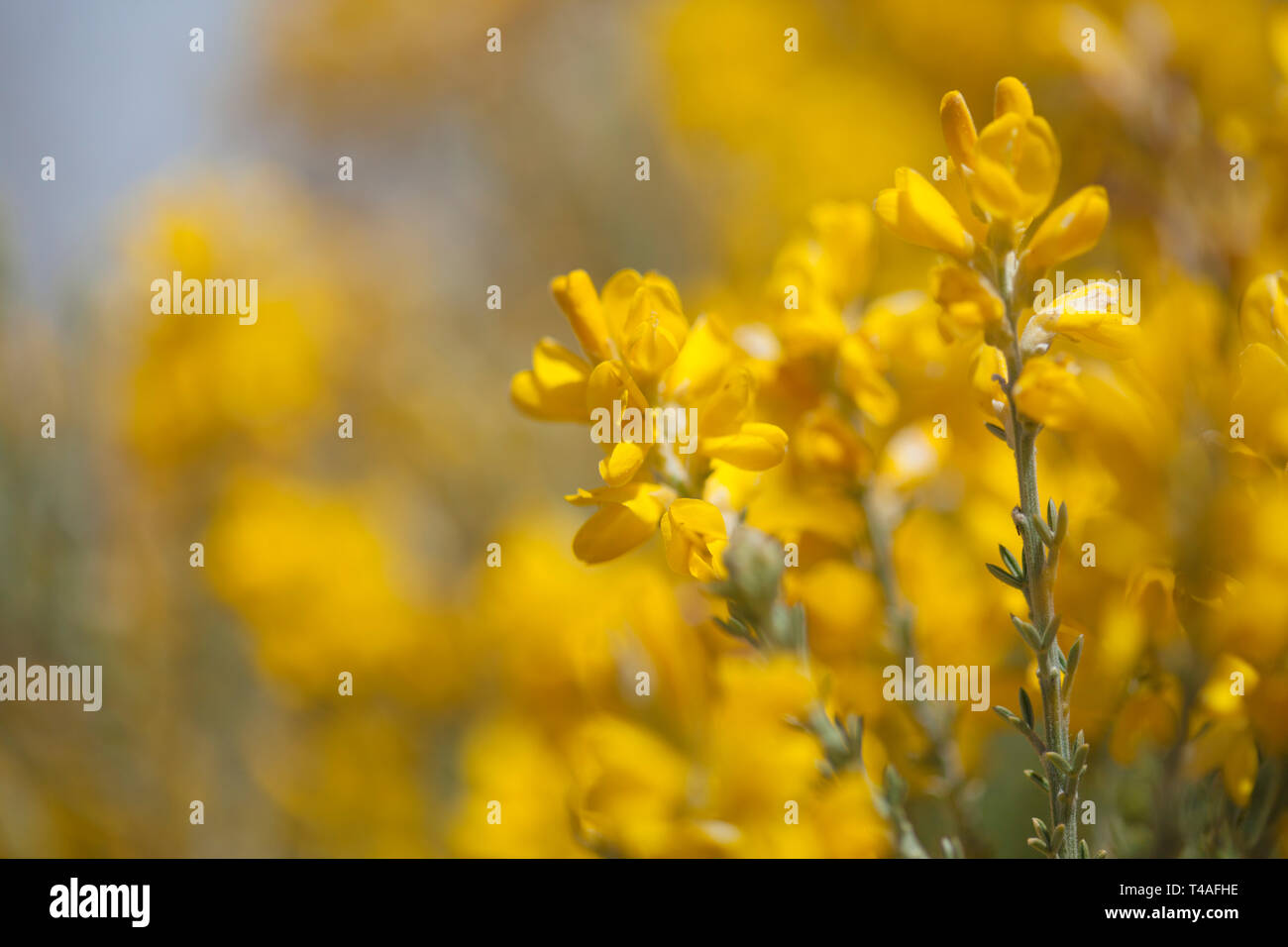 Flora of Gran Canaria - flowers of Genista microphylla, endemic to the island Stock Photo