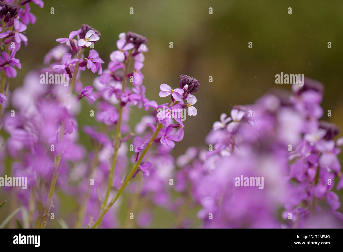 flora of Gran Canaria - abundant flowering of Erysimum albescens Stock Photo