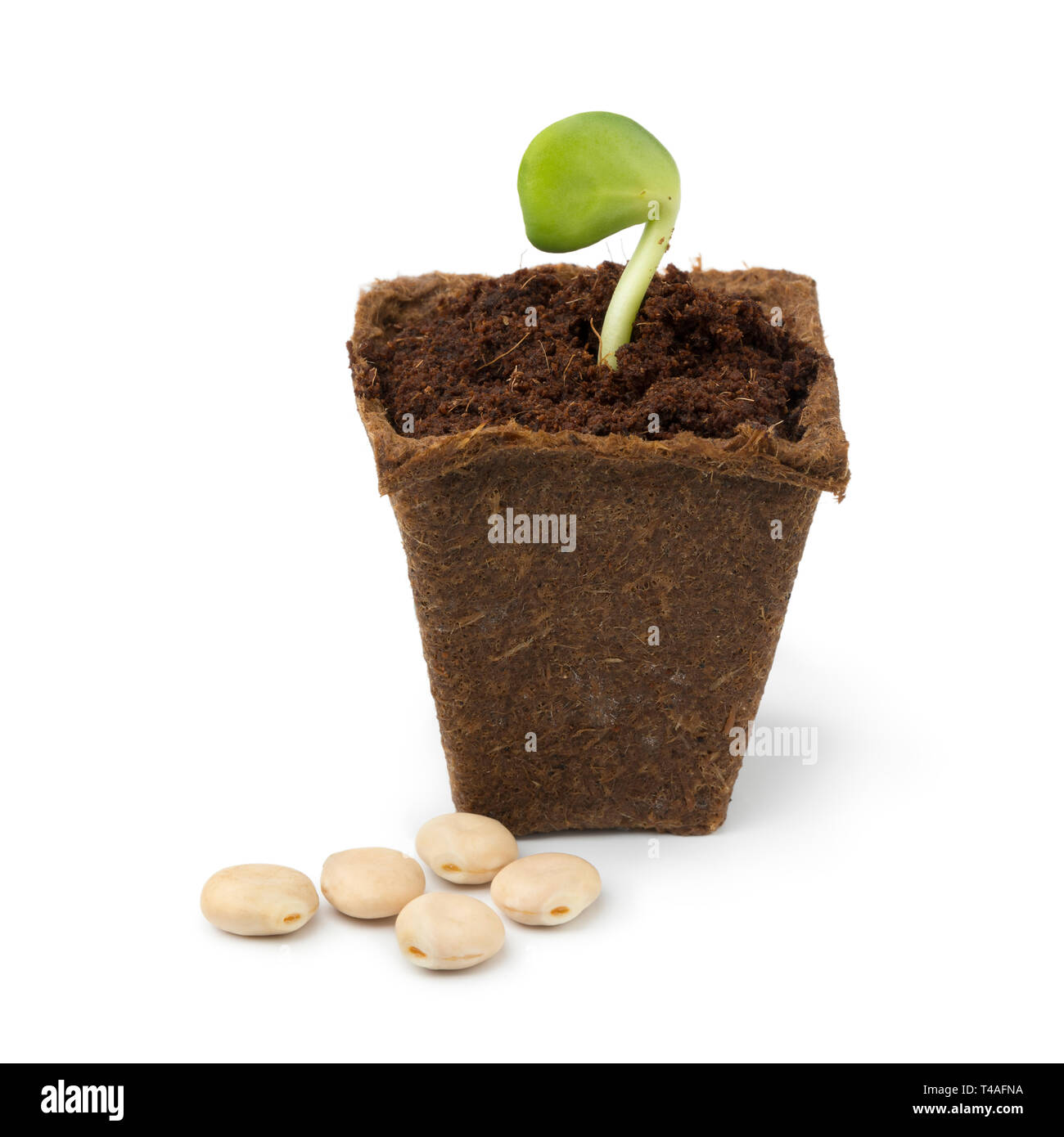 Sprouting white lupin plant in a special growing pot and soil isolated on white background Stock Photo