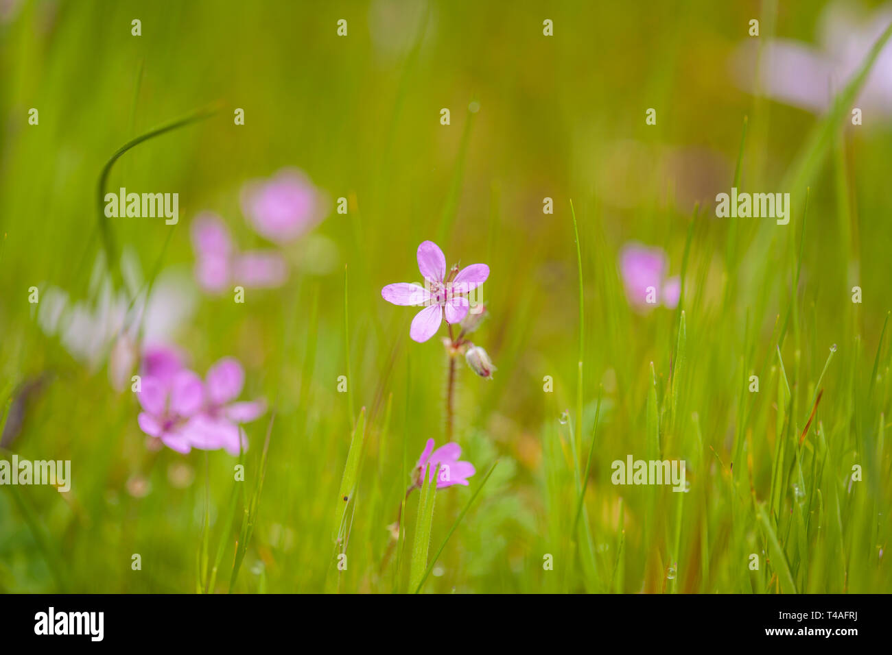 Flora of Gran Canaria - pale pink flowers of Erodium in green grass Stock Photo