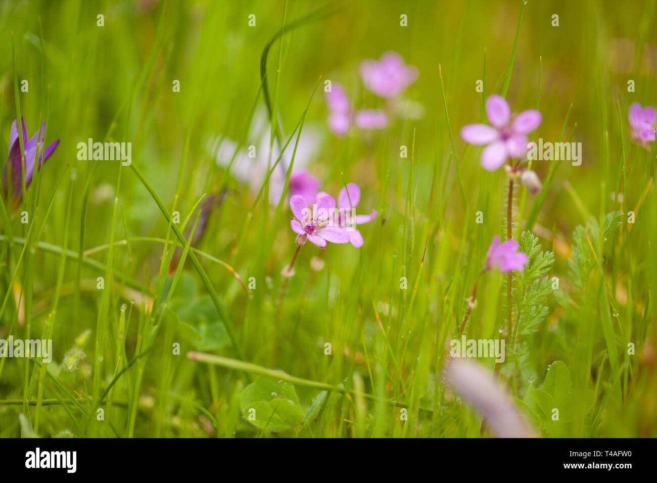 Flora of Gran Canaria - pale pink flowers of Erodium in green grass Stock Photo
