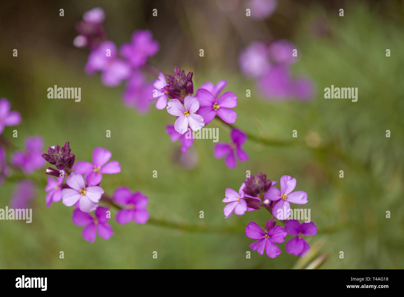 flora of Gran Canaria - abundant flowering of Erysimum albescens Stock Photo