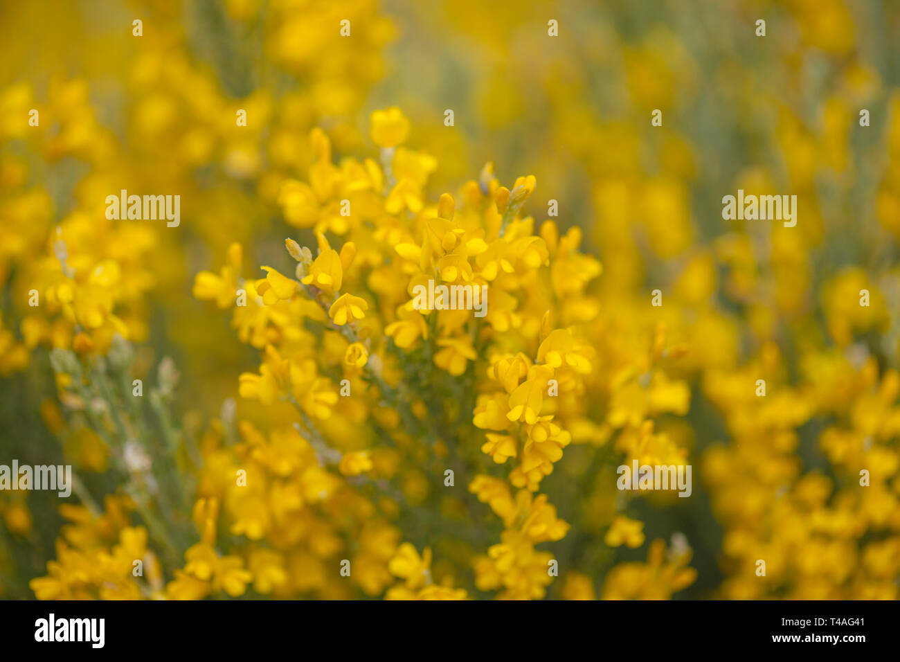 Flora of Gran Canaria - flowers of Genista microphylla, endemic to the island Stock Photo