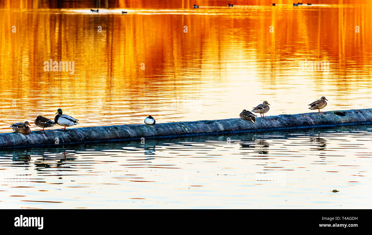 Mallard Ducks at Sunset in a lagoon in the Reifel Bird Sanctuary of the Alaksen National Wildlife Area on Westham Island near Ladner in BC, Canada Stock Photo