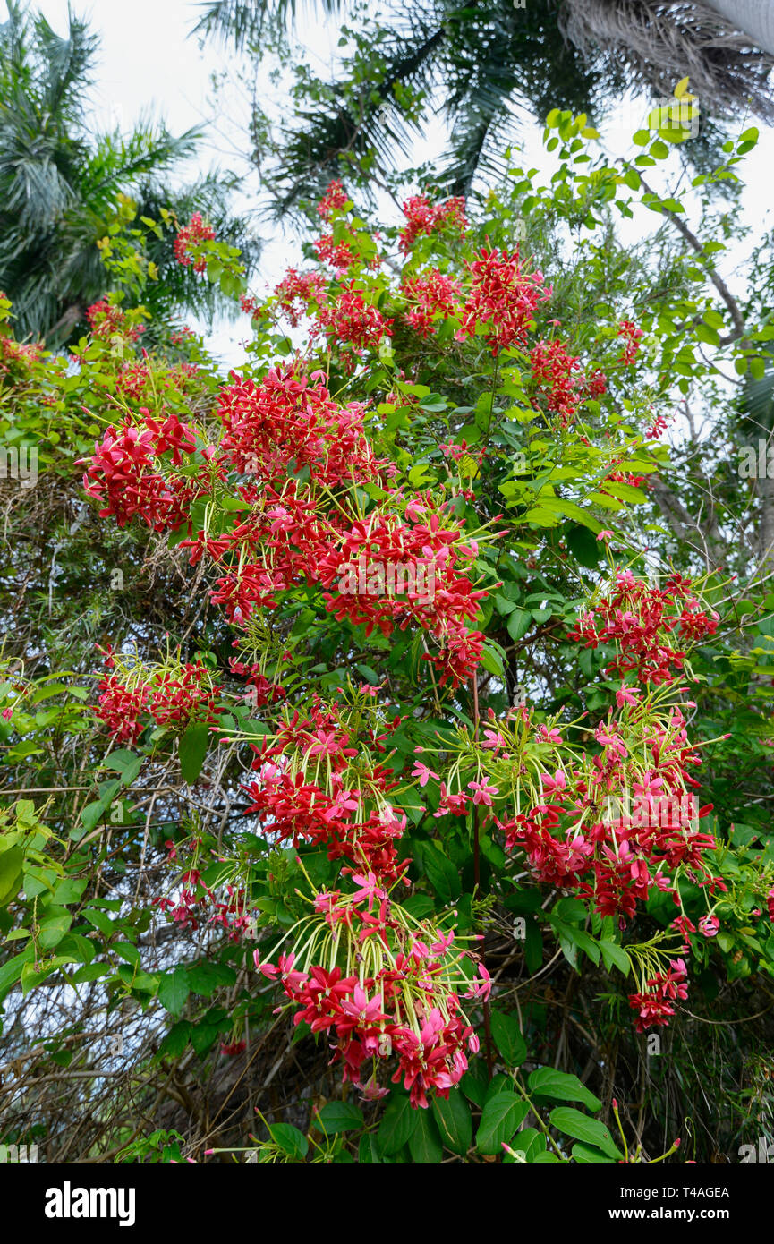 Rangoon Creeper or Chinese Honeysuckle (Combretum indicum) is an ornamental vine with red flower clusters Stock Photo