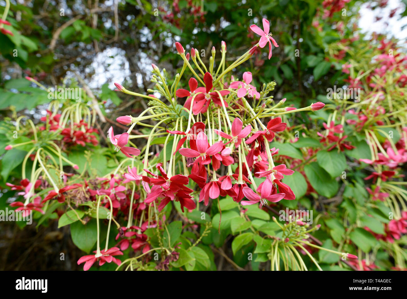 Rangoon Creeper or Chinese Honeysuckle (Combretum indicum) is an ornamental vine with red flower clusters Stock Photo