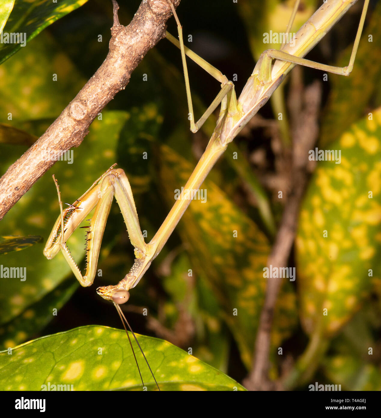 Australian praying mantis hires stock photography and images Alamy