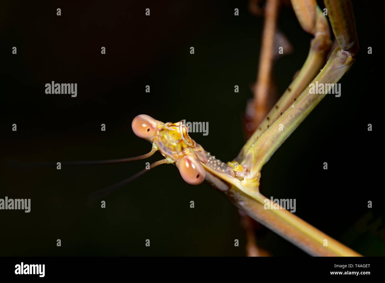 Australian praying mantis hires stock photography and images Alamy